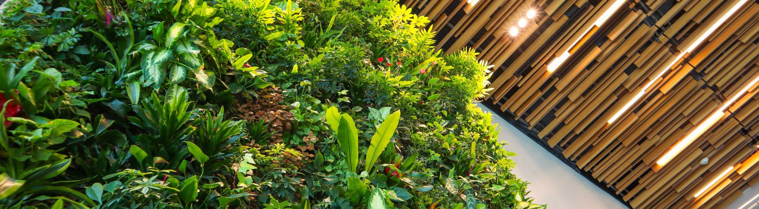 A green living wall with acoustic baffles in the ceiling